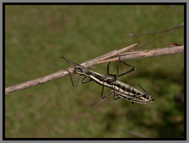 A copulating pair of two-striped walking sticks. Photo used courtesy of Daniel D. Dye.