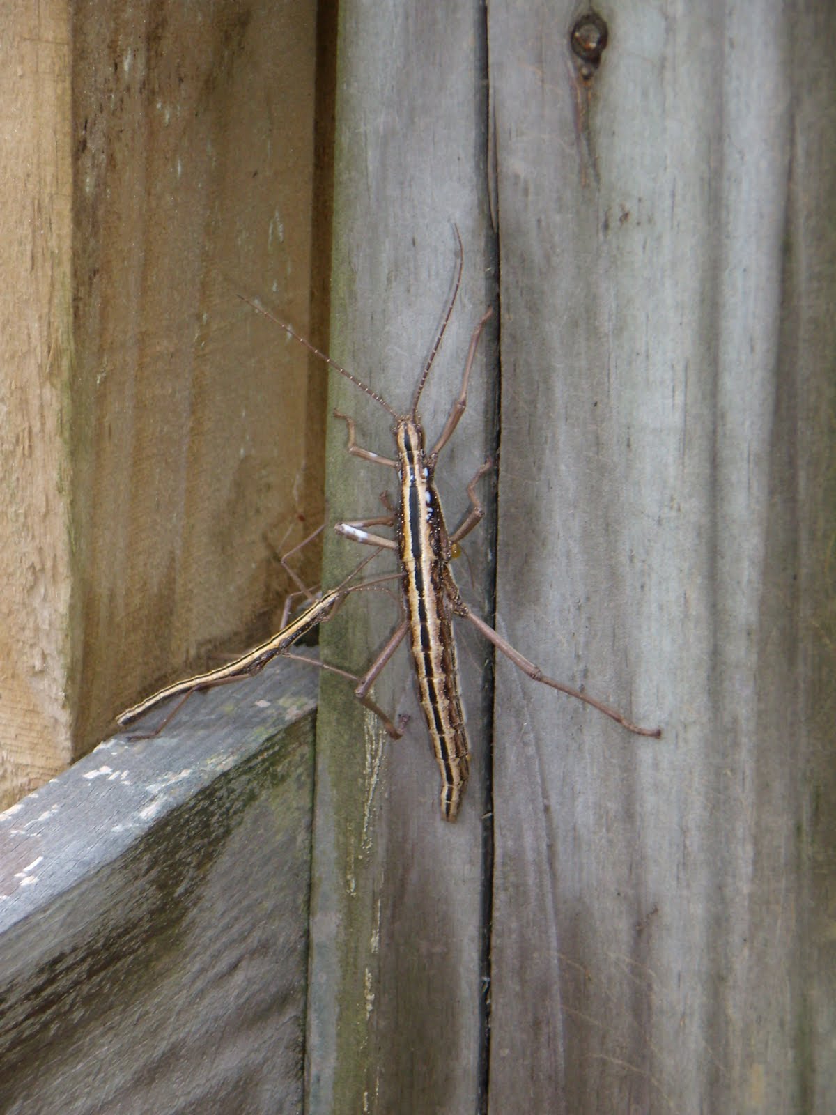 A male two-striped walking stick about to reclaim his female mate. Photo used courtesy of Alex Vail.