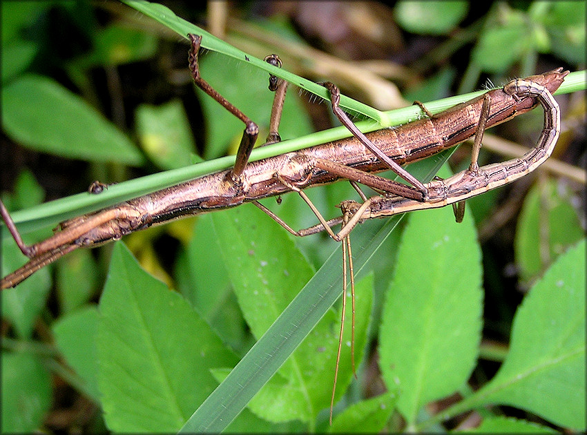 A pair of mating brown form two-striped walking sticks. Photo used courtesy of Bill Frank.