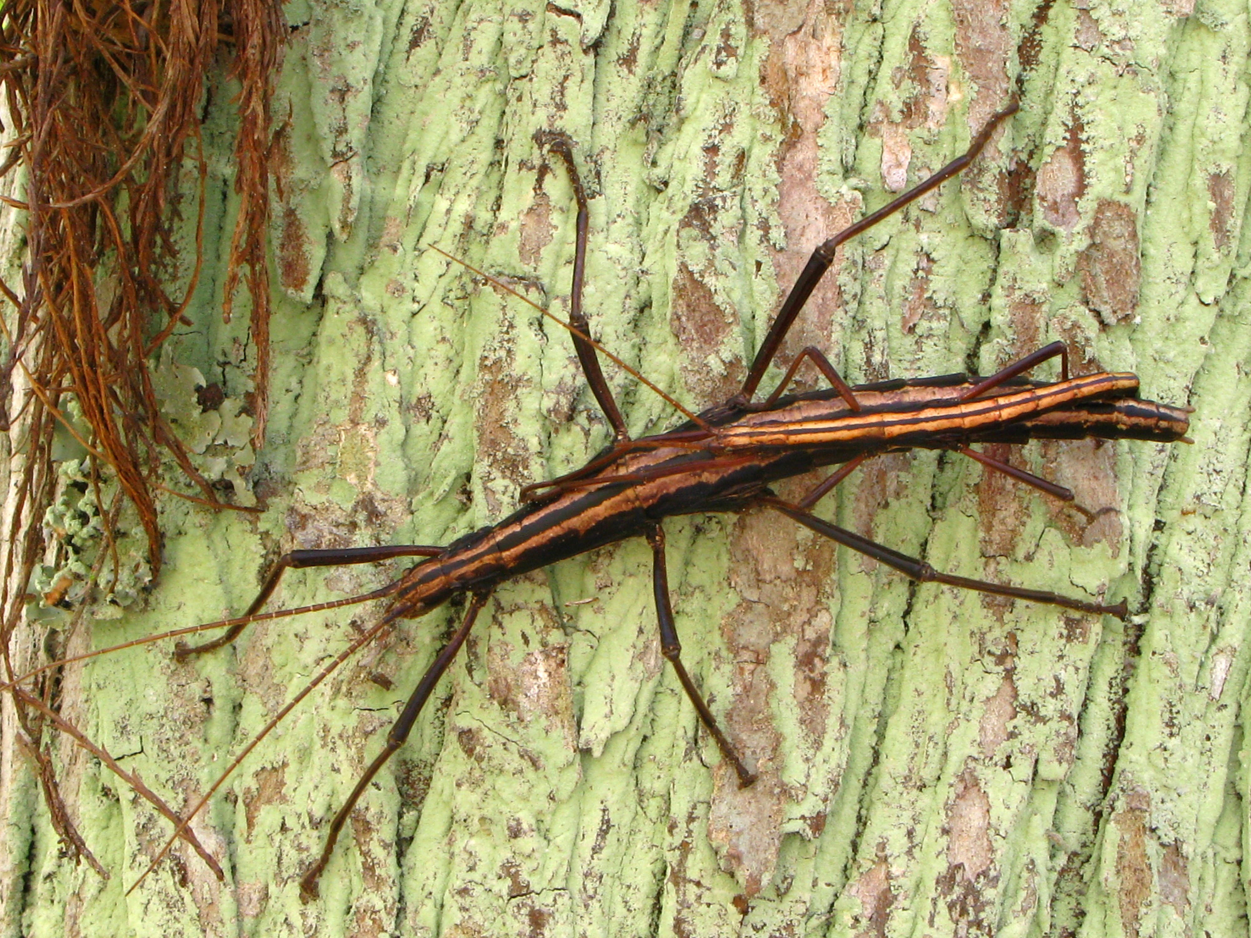 Adult female and male two-striped walking stick pair. Photo used courtesy of Alan Cressler.