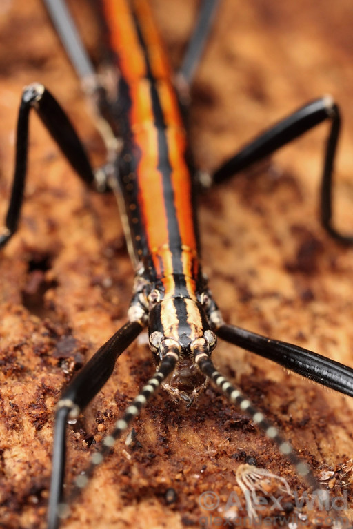 Dorsal view of the head and thorax of a two-striped walking stick. Photo used courtesy of Alex Wild.