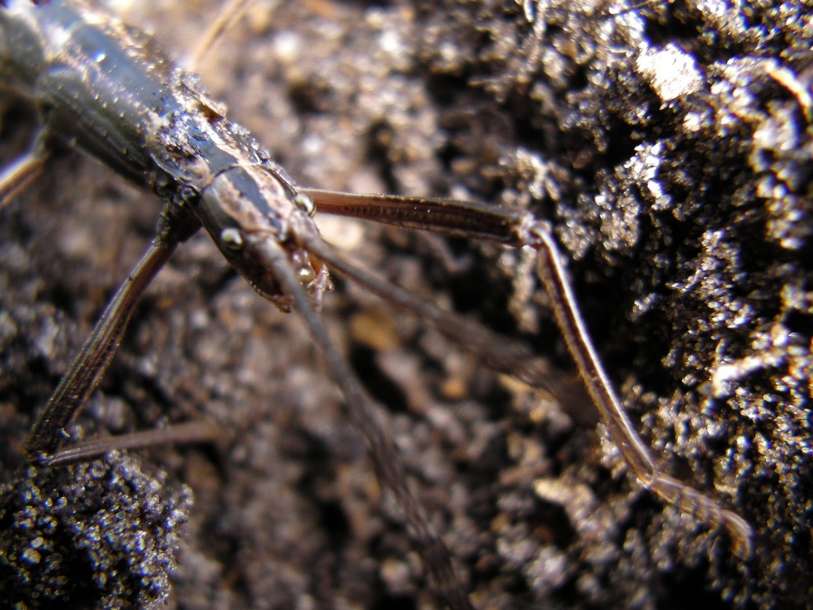 A brown form two-striped walking stick blends into its woody environment. Photo used courtesy of Travis Mitchell.