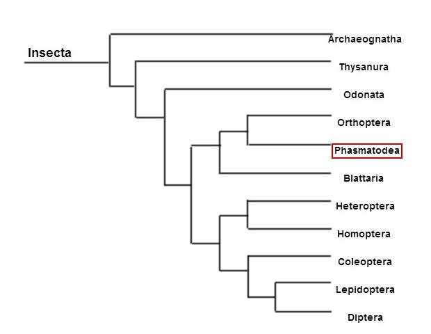 Phylogenetic tree of the class Insecta. Original photo.