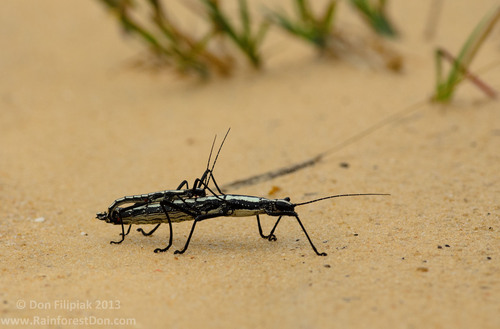 A white form pair of two-striped walking sticks traveling on a sandy beach. Photo used courtesy of Don Filipiak.
