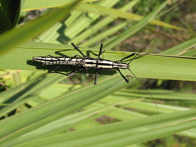 A pair of two-striped walking sticks interacting with a plant food source. Photo used courtesy of Wikipedia Commons.