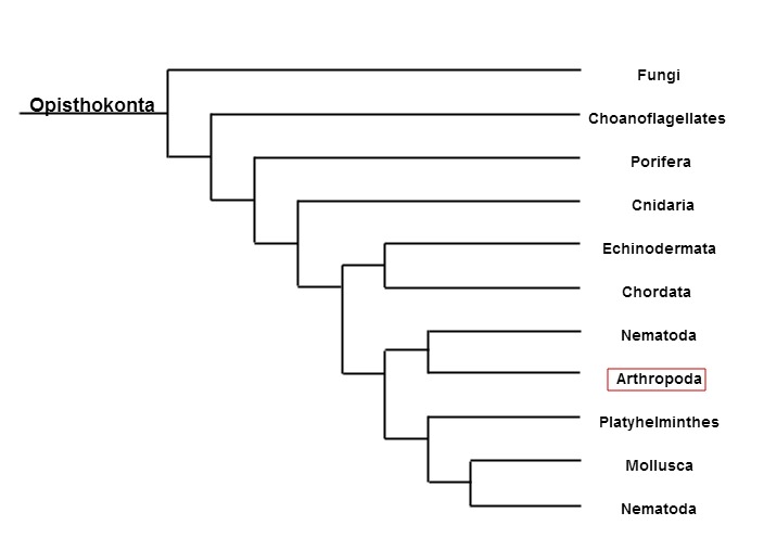 Phylogenetic tree of the major clade Opisthokonta, focusing on the kingdom Animalia. Original photo.