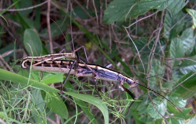 A mating pair of two-striped walking sticks. Photo used courtesy of John Humphreys.