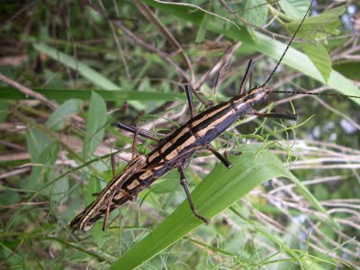 A white form pair of two-striped walkingsticks clings to its food source. Photo used courtesy of John Humphreys.