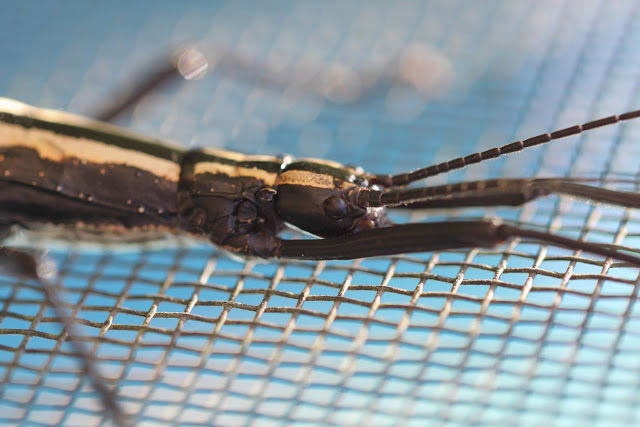 Close-up of a two-striped walking stick's head. Photo used courtesy of Christopher Tozier.