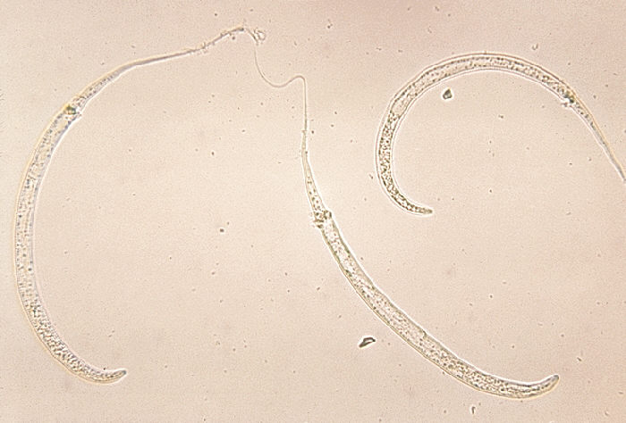 D. medinensis larvae