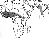 Map of location of D. medinensis in Africa