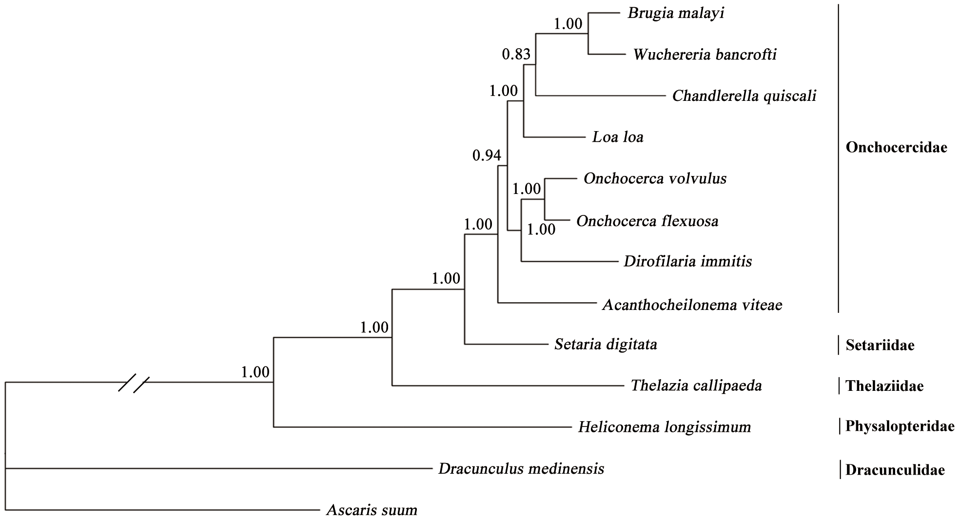 Phylogenetic tree of D. medinensis