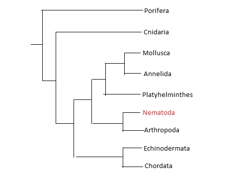 Phylogenetic Tree based on Phyllum Classification