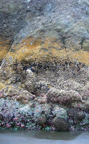 Image of different layers of organisms shown on a rocky surface of the Intertidal zone, from Wikimedia, with permission from Photoguy2081