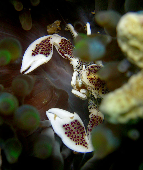 Image of the Spotted Porcelain Crab hiding within the tentacles of the sea anemone, from Wikimedia Commons, with permission from Steve Childs
