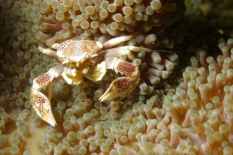 Image of the Spotted Porcelain Crab sitting in a sea anemone, from Wikimedia Commons, with permission from Tarinth
