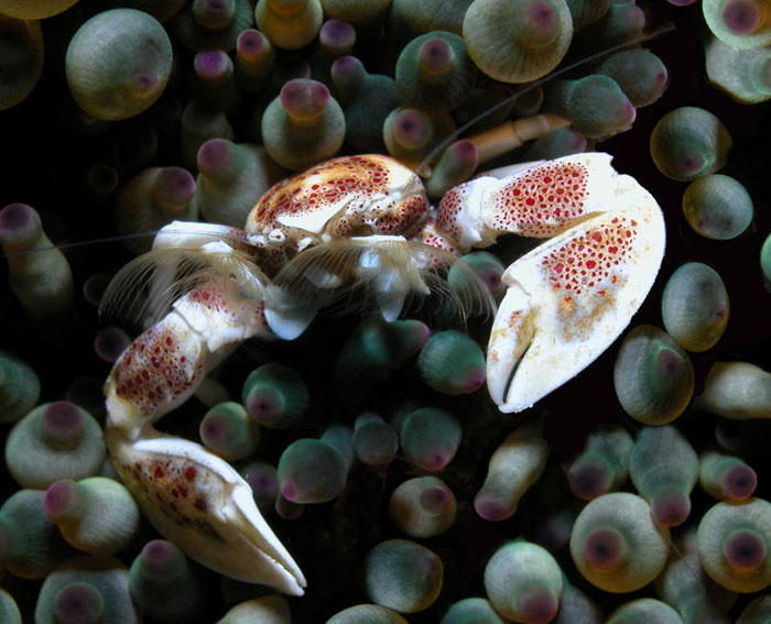 Spotted Porcelain Crab, notice feeding structure. Used with permission from Dave Harasti