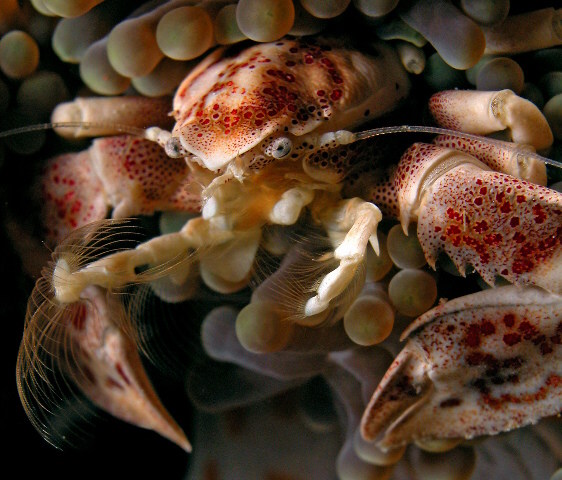 Spotted Porcelain Crab, used with permission from Dave Harasti