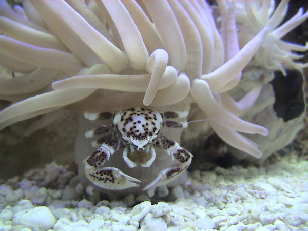 Image of a Spotted Porcelain Crab under a sea anemone from Wikimedia Commons, with permission from LA Dawson 