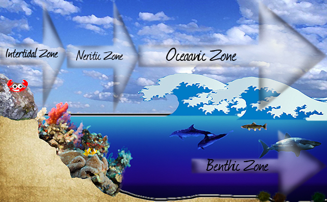 Diagram of the intertidal zone, from Wikimedia Commons with permission from Photoguy2081