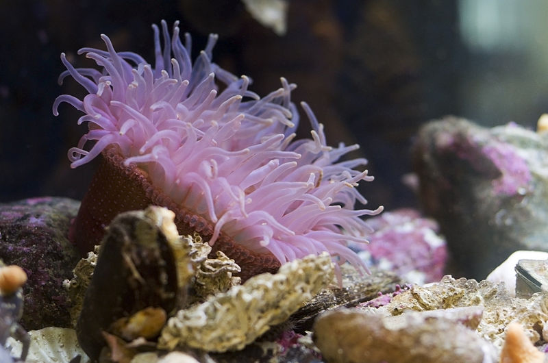 Image of a Sea Anemone with permission from Petr Vodicka