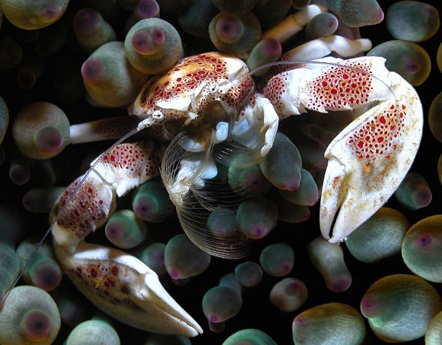 Spotted Porcelain Crab, notice feeding mechanism. Used with permission from Dave Harasti