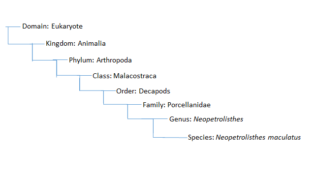 Figure 2. Phylogeny showing the classification of the Spotted Porcelain Crab