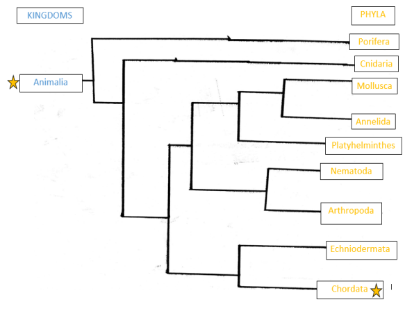 Phylogenetic tree displaying the nine phyla of the kingdom, Animalia.