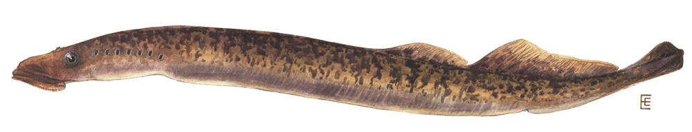 Sea Lamprey, Petromyzon marinus, are an invasive species of lamprey that often will share spawning sites and nest with Silver lamprey.  Courtesy Wiki Commons.