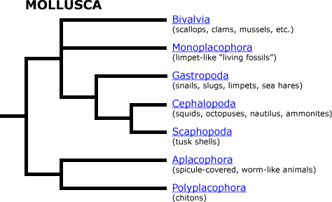 mollusca tree
