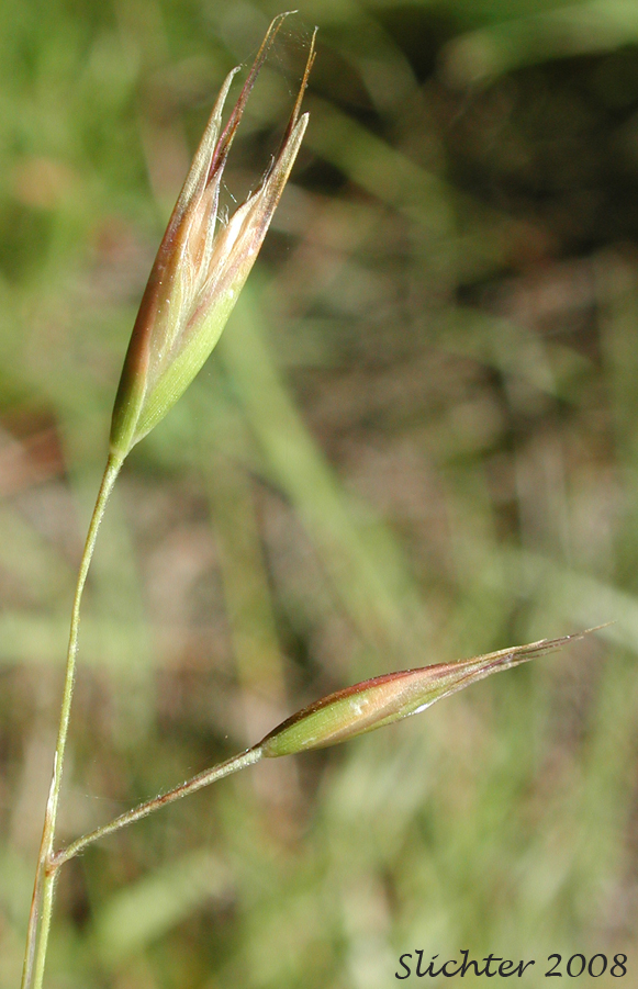 Picture of California oatgrass with permission
