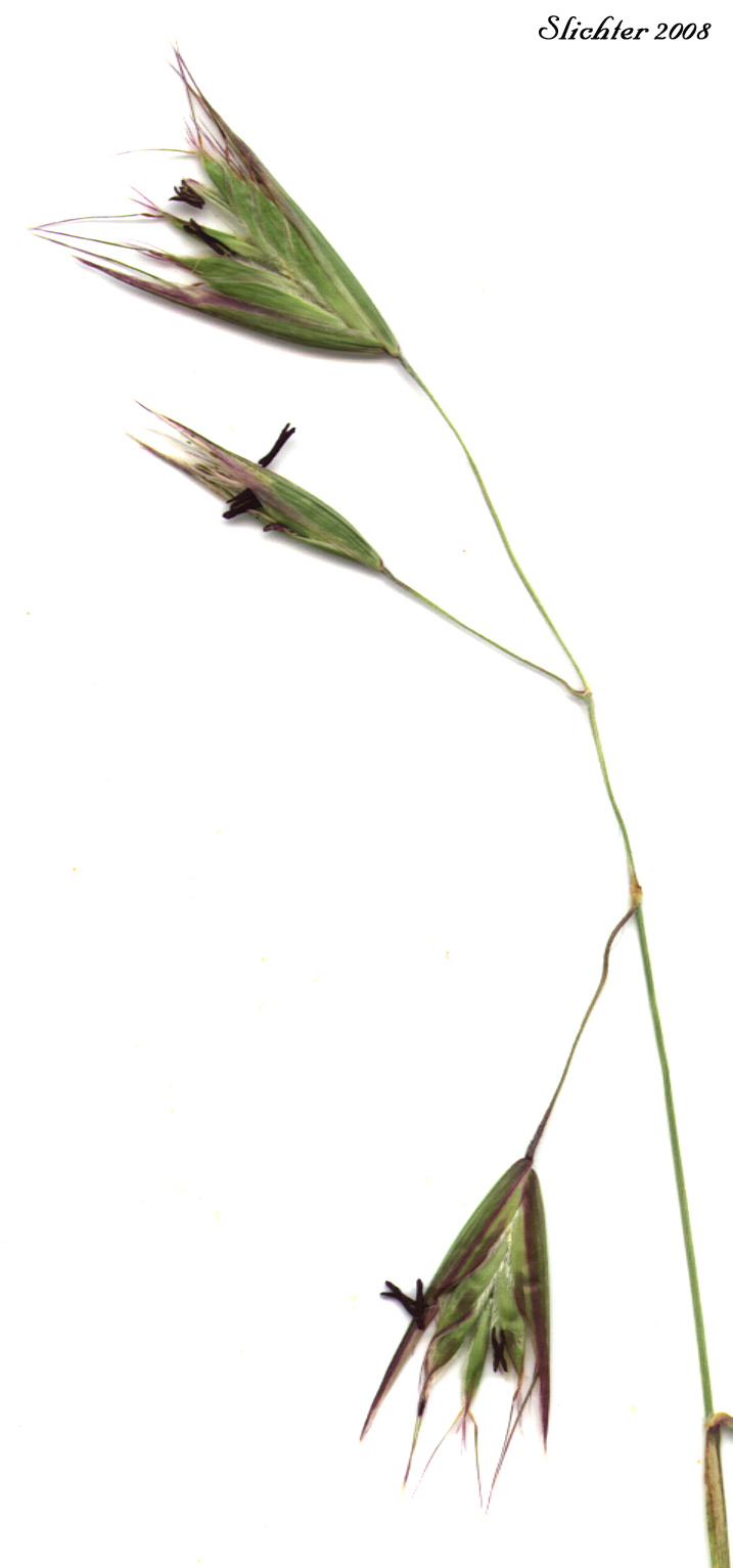 Photo of flowering California oatgrass