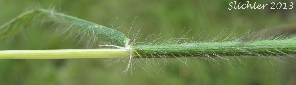 Stem of California oatgrass with permission