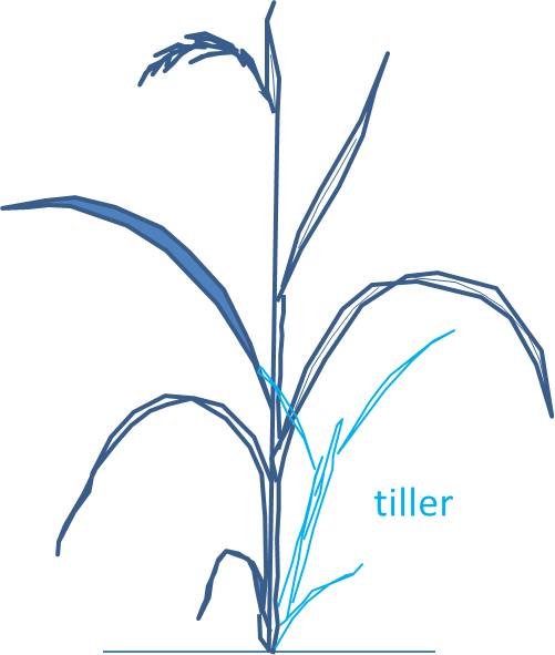 Tiller diagram drawn by Nicholas Polato