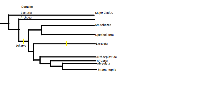 giardia intestinalis classification)