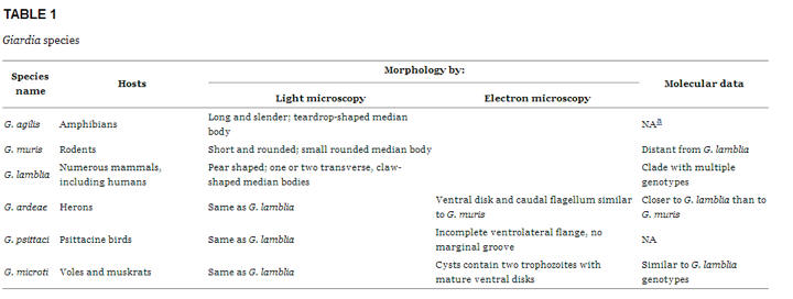 giardia intestinalis classification)