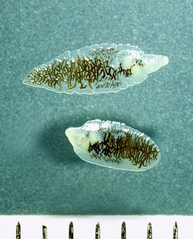 Fresh, unstained adults of Dicrocoelium dendriticum (Courtesy of Alan R Walker)