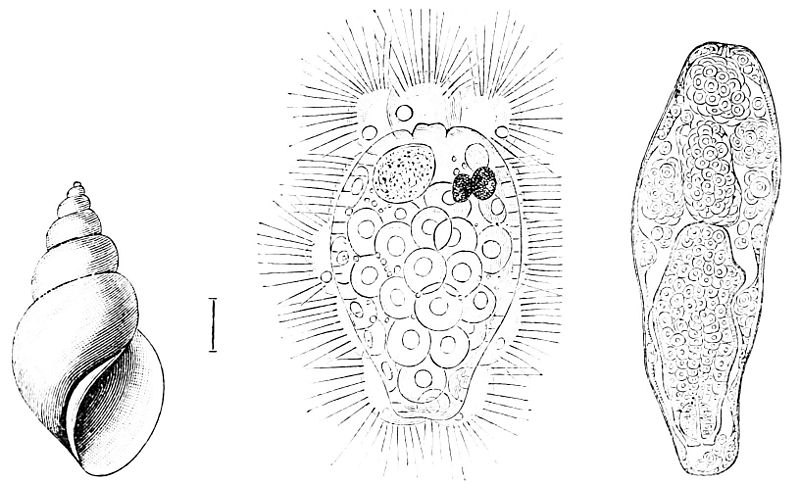 Sporocyst of trematode in snail (1883 - Popular Science Monthly Vol. 23)