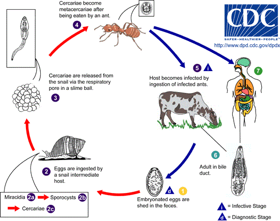 Dicrocoelium dendriticum Life Cycle