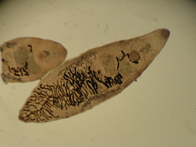 Dicrocoelium dendriticum adults (Courtesy of Flukeman)