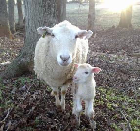Ewe and Lamb (Courtesy of Hekerui)