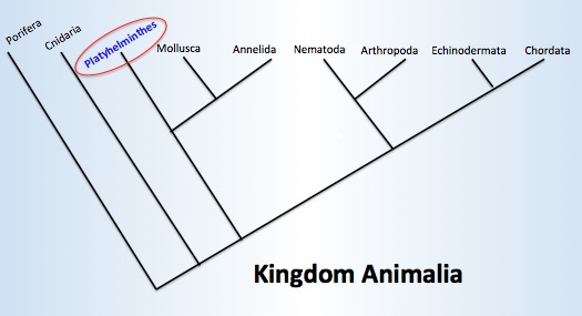 Kingdom Animalia Phylogeny