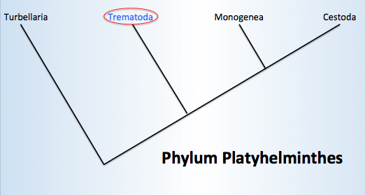 Phylum Platyhelminthes Phylogeny