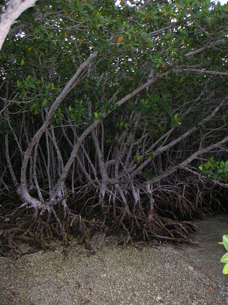 The red mangrove tree.  From wikimedia commons. Taken by Steve Hillebrand.