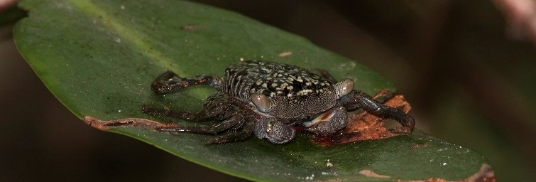 A mangrove tree crab. Image from wikimedia commons and used under the creative commons license.  Taken by Ianaré Sévi