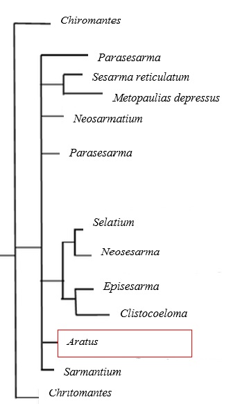 Phylogeny of Sesarmidae Genera.