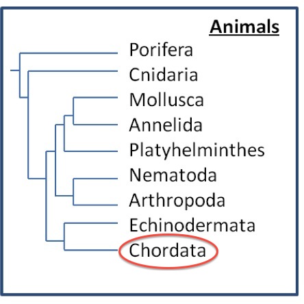 Chordata Phylum