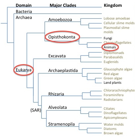 Eukarya Phylogenetic Tree