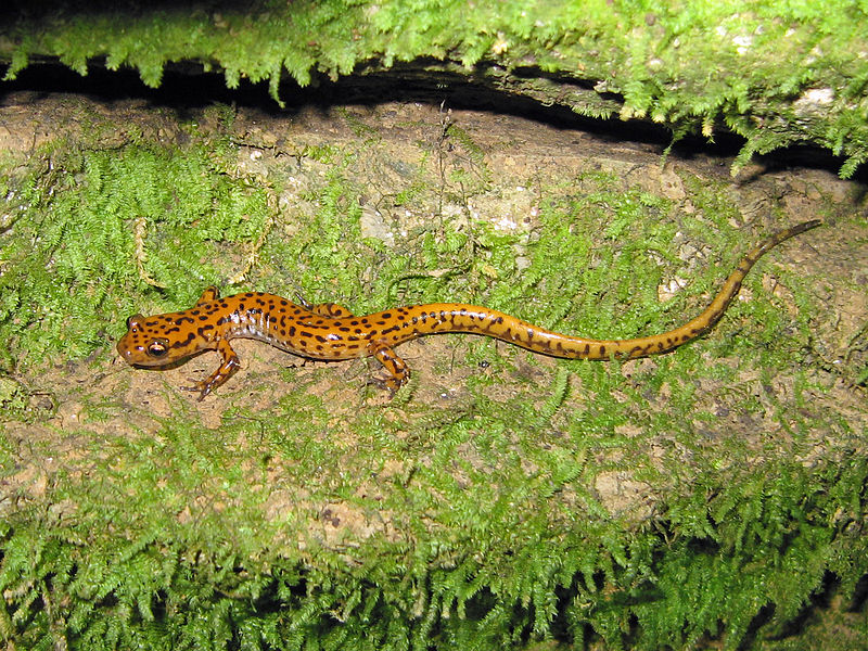 Payl:Cave Salamander (Eurycea lucifuga)02.jpg