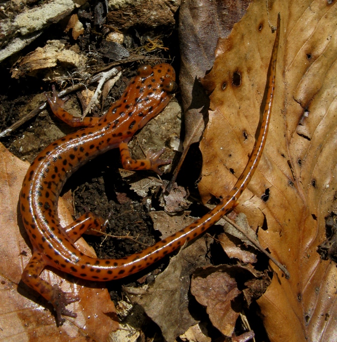 Salamander picture depicting long tail